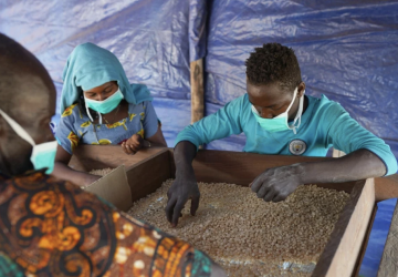 两个人带着口罩检查谷物。
