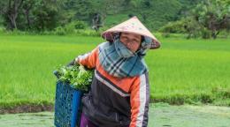 A female worker collecting agricultural produce  in Xieng Khouang Province, Lao PDR.