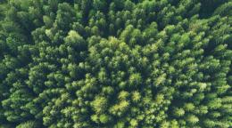 منظر جوي لغابة خضراء مورقة.