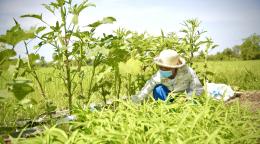A women working in the vegetable field. 