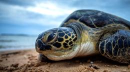 سلحفاة بحرية خضراء تزحف عبر الشاطئ.