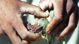 Close-up photo of farmer collecting opium.