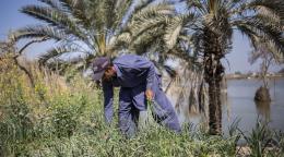 man bends down to tend to crop in green field 