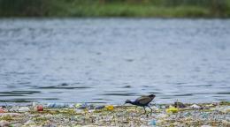 Pájaro en los residuos plásticos.