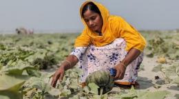 A woman in a yellow headscarf and white dress kneels on the ground, reaching out with her hand for a pumpkin growing on a green vine.