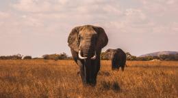 A landscape scene of a Savannah with two elephants standing