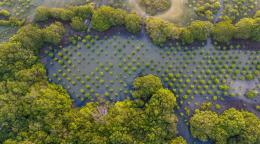 An aerial view of mangrove forests and plants in Sri Lanka