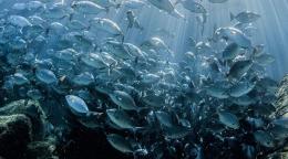 很多深海鱼在游泳