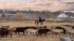 Мужчина на лошади в сопровождении овец
