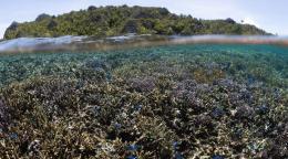 Le traité sur la biodiversité marine contribuera à protéger les océans.