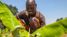 A farmer in Zambia plants banana suckers.