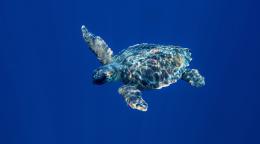 A turtle swimming in the ocean.