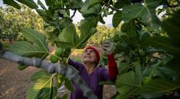 Женщина в перчатках собирает инжир с дерева.
