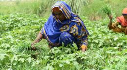 A woman works in a field in Pakistan.