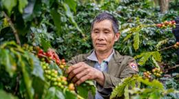 A man in Lao PDR picking ripe coffee cherries.