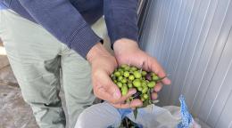 Hands holding olives.