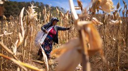 A woman in Mexico works in a field.