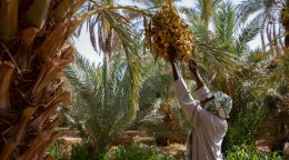 Un agriculteur en Algérie.