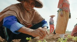 A man picking weeds in a field.