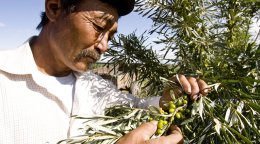 homme cultivateur mongolie