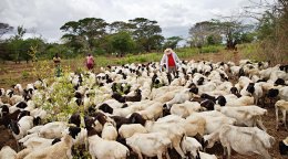 A pastoralist in Kenya manages his herd.