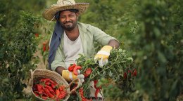 A farmer in Yemen.