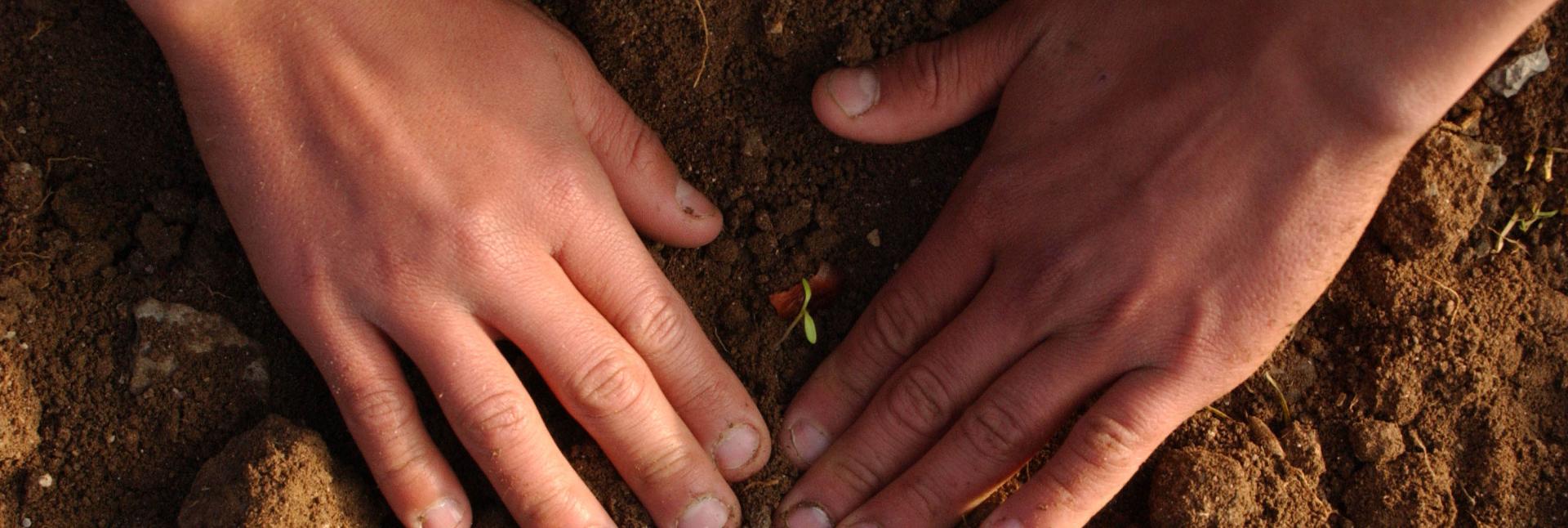 Two small hands placed side-by-side on soil as a little plant sprouts in between the hands. 