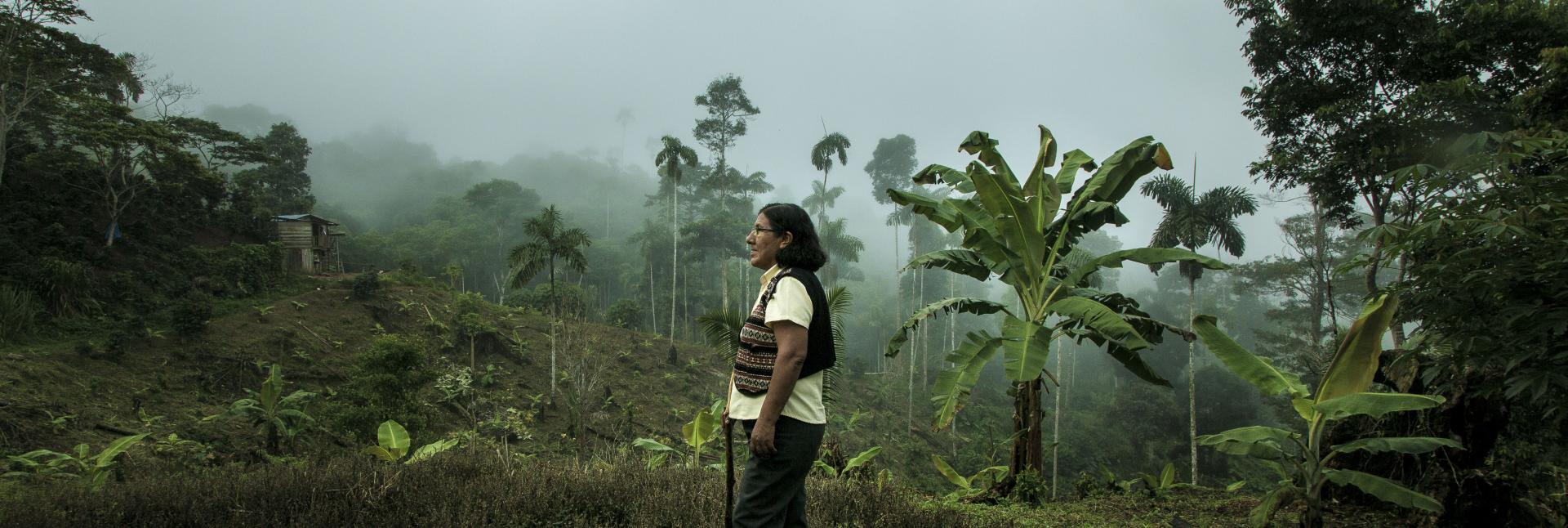 A man stands out, looking at a field of cut trees, in a rainforest environment. 