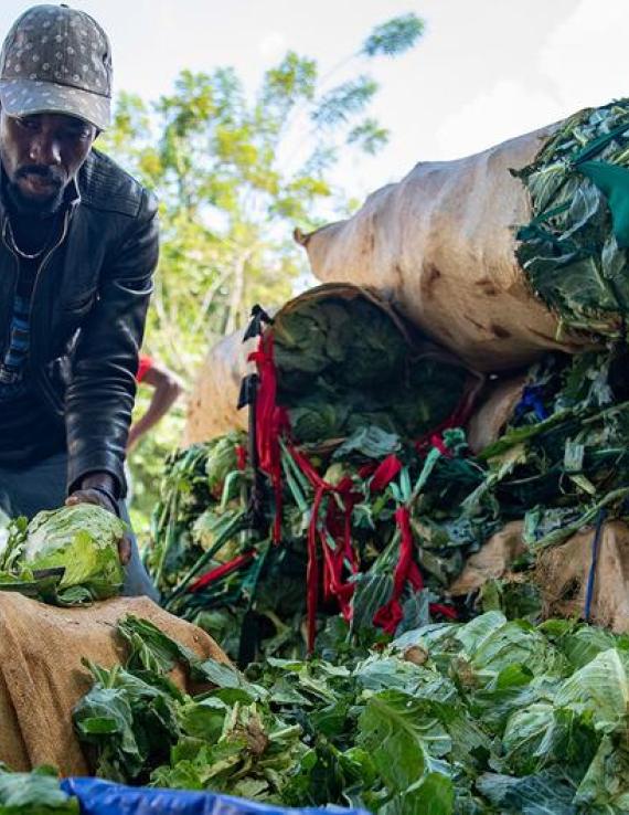A man in a blue shirt and grey cap crouches over sacks of green vegetables on the ground.