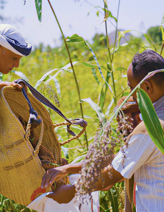Two farmers harvest their crops in Yemen.