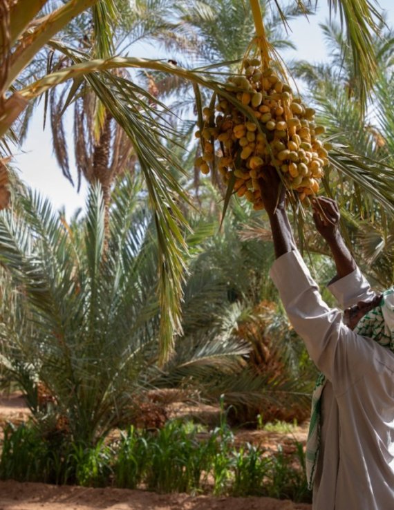 A farmer harvests dates from a palm tree.