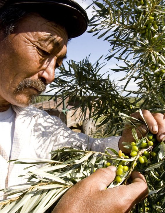 homme cultivateur mongolie