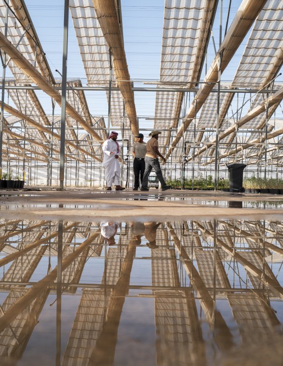 A greenhouse in Saudi Arabia.