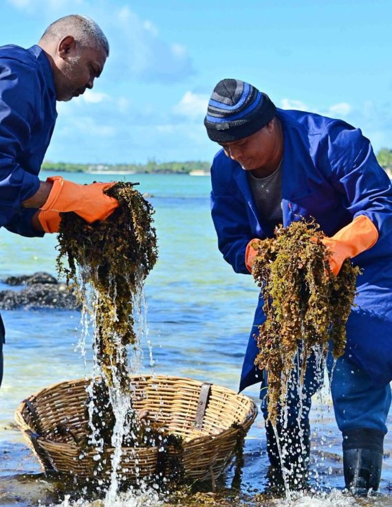 Two men collect seaweed in Mauritius.
