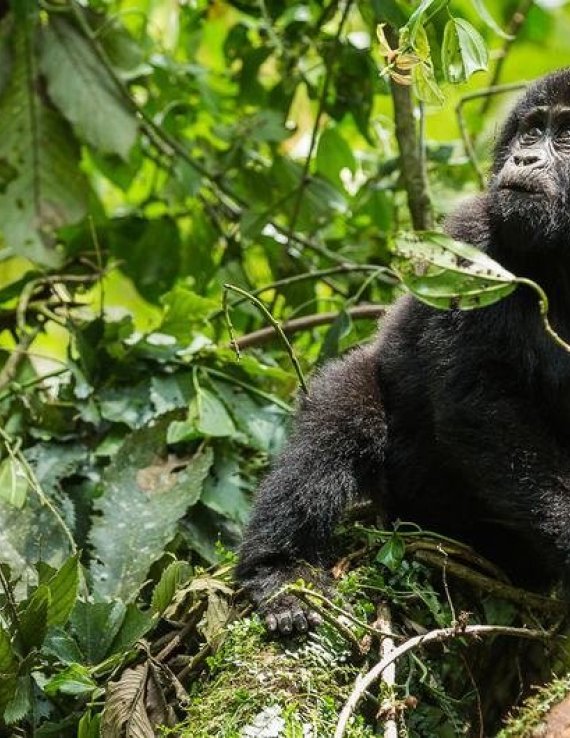 A mountain gorilla in Uganda.