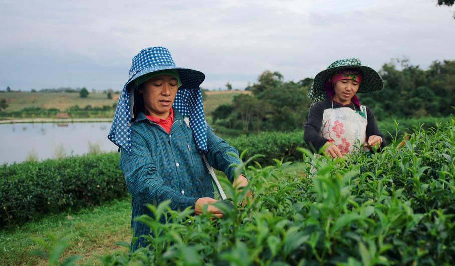 Deux femmes portant des chapeaux récoltent des produits agricoles au milieu d'un champ verdoyant bordé d'un lac.
