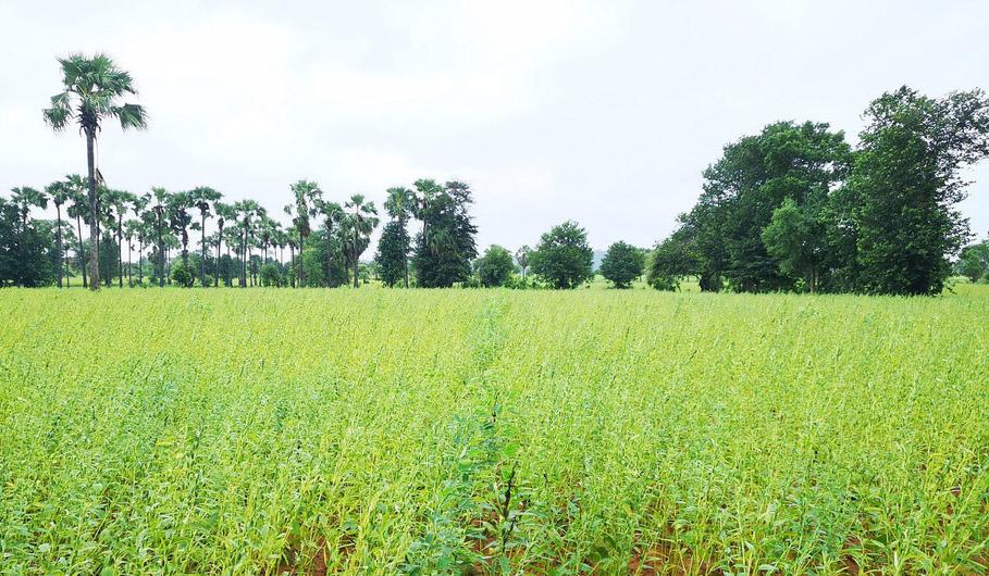 A scenic view of a lush green agricultural land in Myanmar.