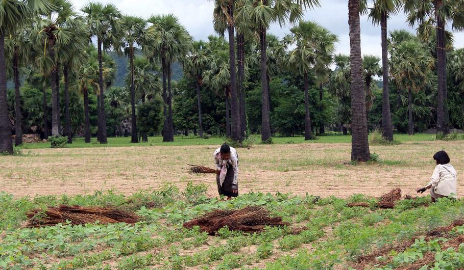 Two people are shown in a field of crops; one is harvesting they sit on the ground and another is bent over as they pick.