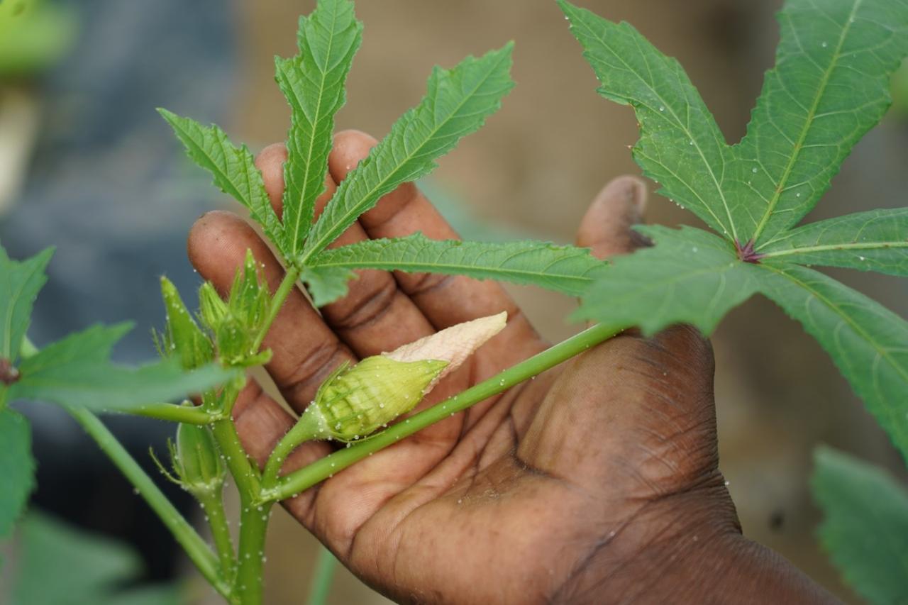 A hand holds a baby plant that's newly sprouted, with leaves. 