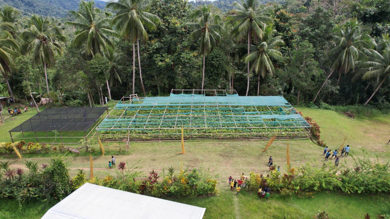 Cocoa farm in Hambini village