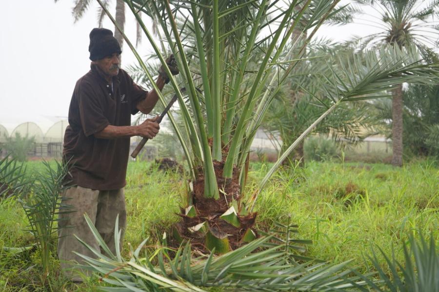  عنوان الصورة: Jamil bin Khamis at work. صورة: © UNIC Manama
