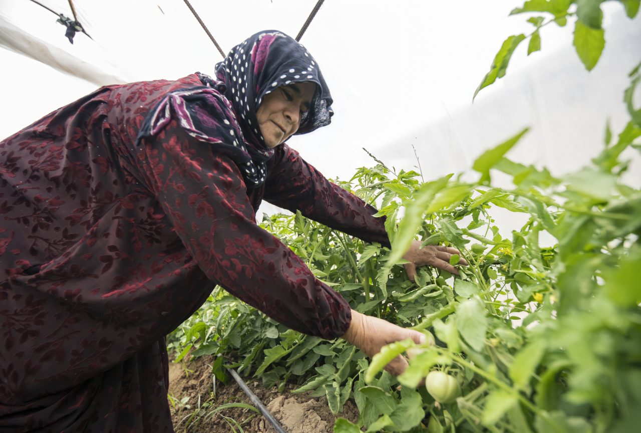 Over 65% of farmers and 40% of agribusinesses in Iraq are working to mitigate environmental risks with an inspiring determination and resilience.