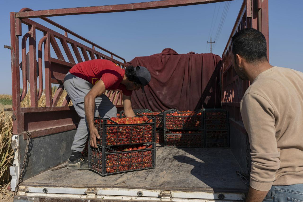 Loading a truck with tomatoes for the first transaction of ITC's SAAVI agribusiness alliance.