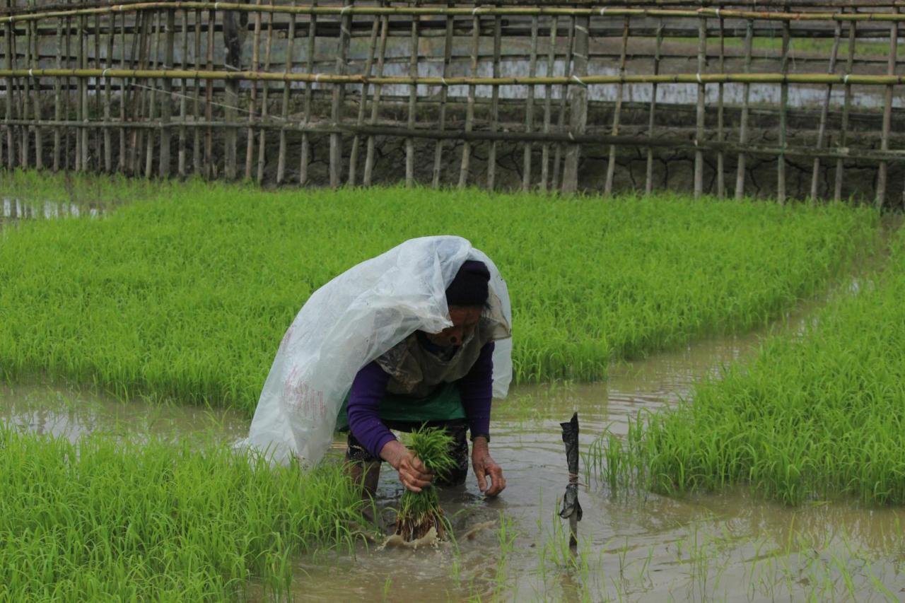 A woman picks rice on a rice field.