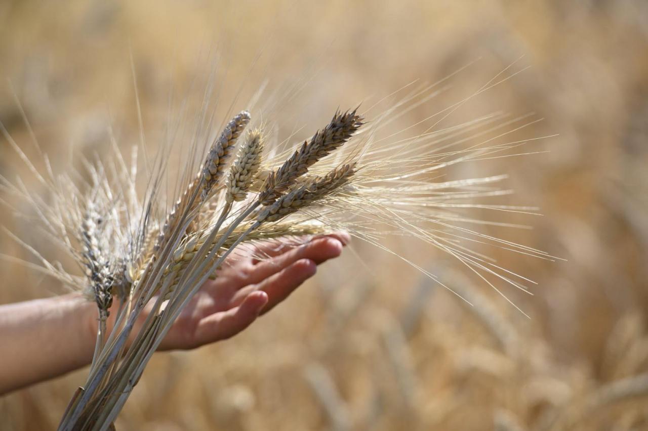 A stalk of wheat with someone holding it