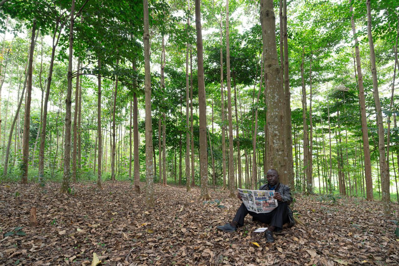 A man reads a newspaper under a tree in a shaded forest