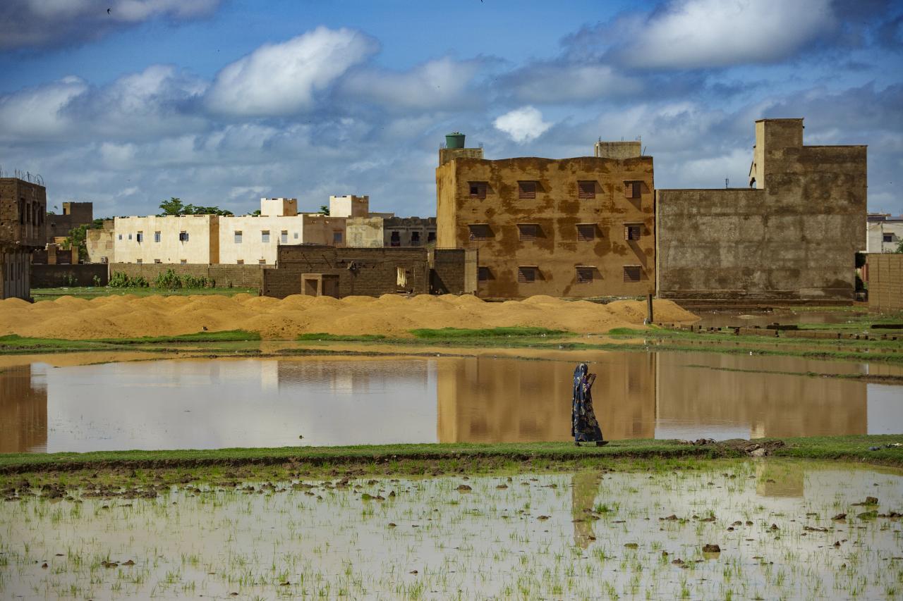 A Malian woman walks on a small strip of land separating two water beds.