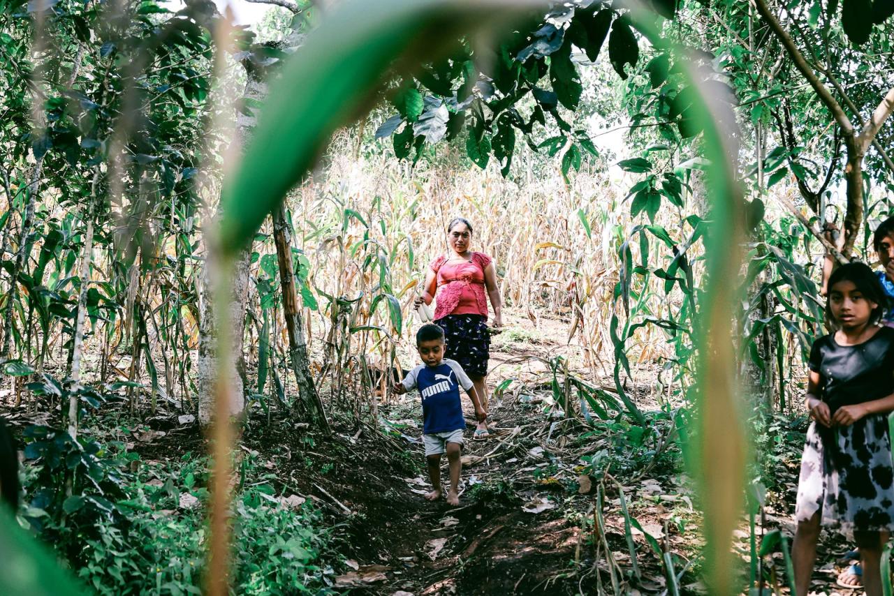 A woman in Guatemala and her young son and daughter in a maize field.