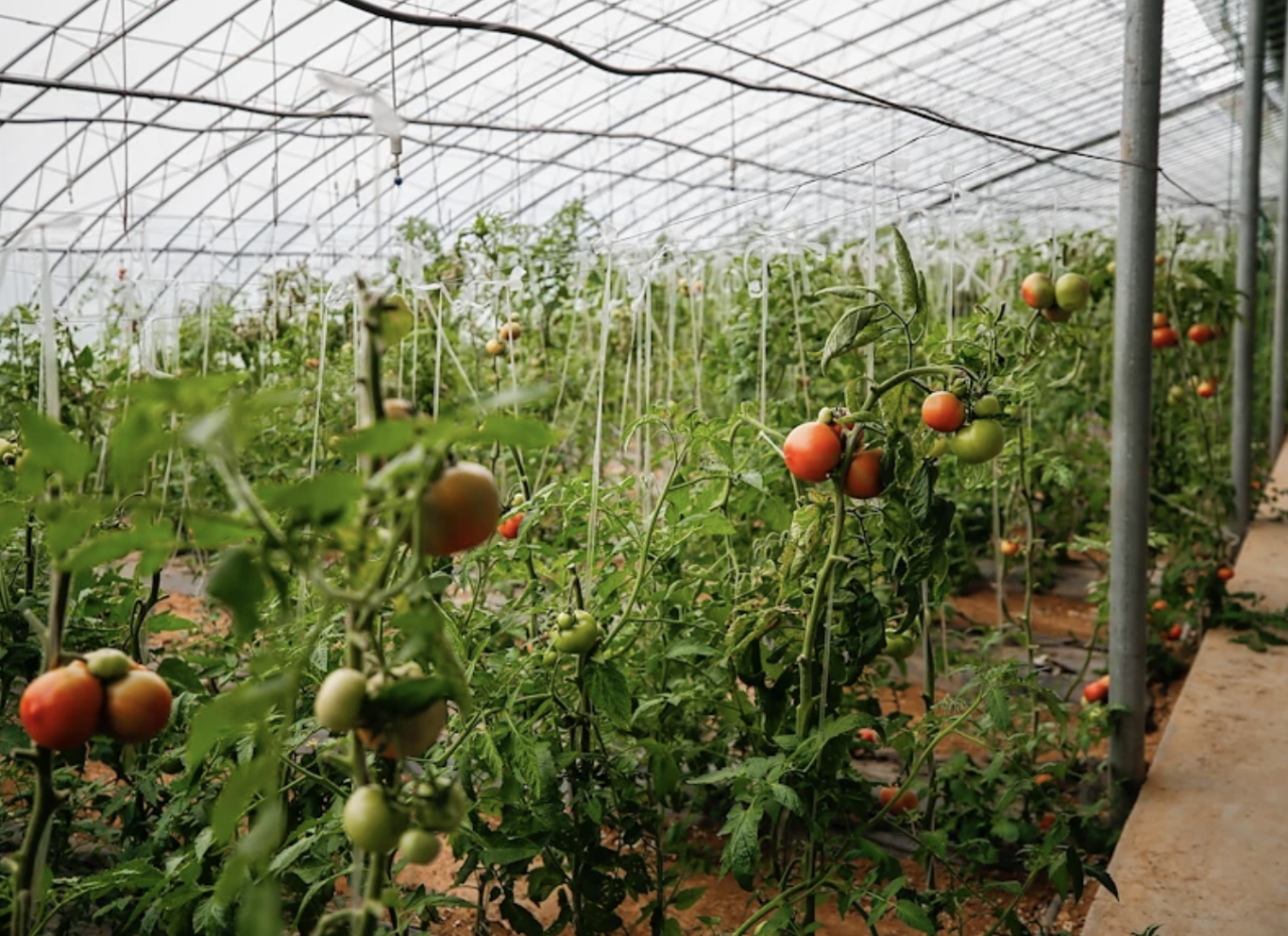 Agriculture 