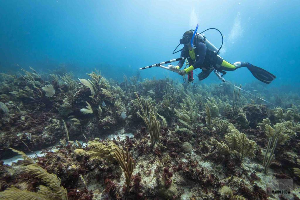 Plano abierto de paraje submarino con arrecifes de coral, y una persona buceando en el lateral derecho.